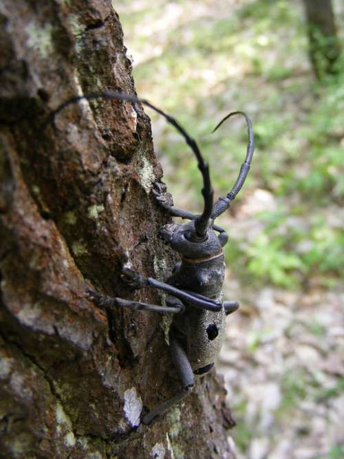 Beetle Capricorn Cerambyx Forest Greater Longicorn