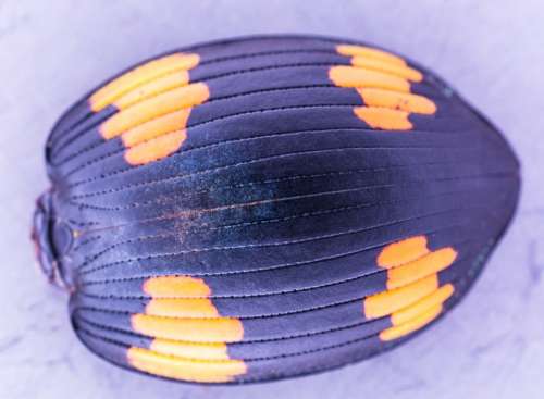 Beetle Shell Beetle Close Up Exotic