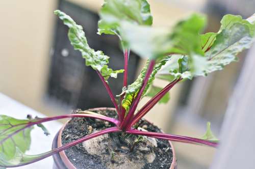 Beetroot Plant Garden Gardening Vegetables Nature