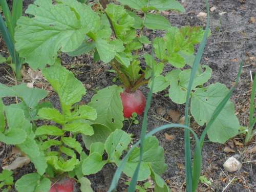 Beetroot Garden Will Bed Vegetables Harvest