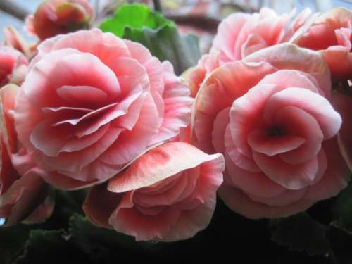 Begonia Flowers Blooms Pink Waxlike Delicate