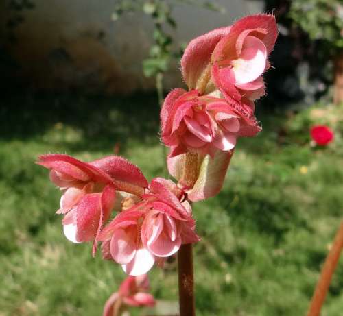 Begonia Flower Close-Up Pink Dharwad India