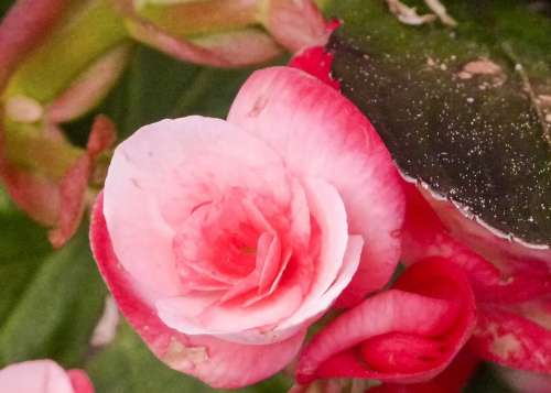 Begonia Flower Pink Wax Like Fragrant Flower Head