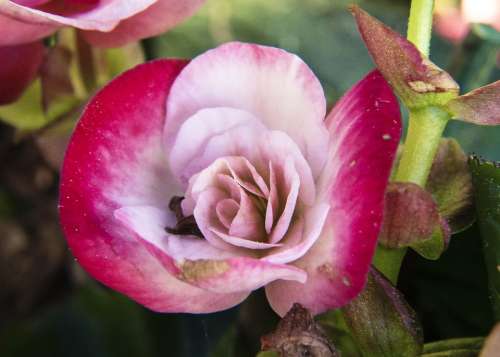Begonia Flower Pink Wax Like Fragrant Flower Head