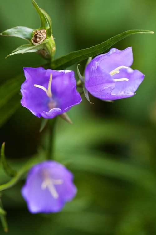 Bell Bellflower Bloom Blossom Blue Campanula