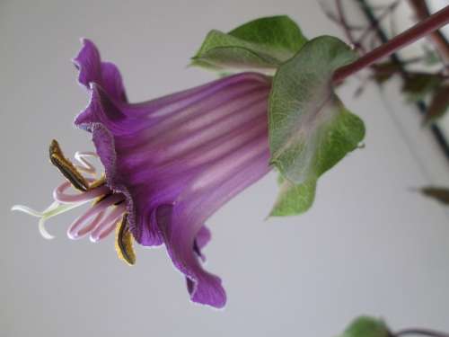 Bell Vine Climber Plant Blossom Bloom Purple