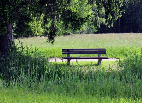 Bench Nature Bank Seat Rest Meadow Grass