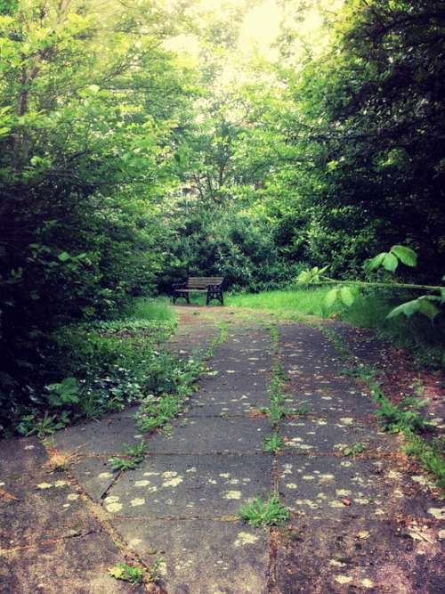 Bench Secret Nature Green Garden Park Sitting