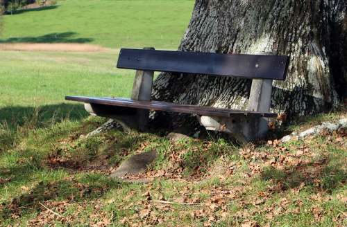 Bench Bank Nature Out Seat Click Rest Tree