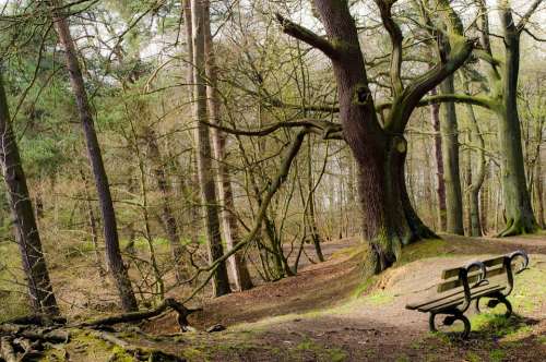 Bench Forest Tree Trees Branch Nature Background