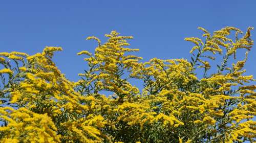 Berberis Tree Yellow Flowers Sky Blue