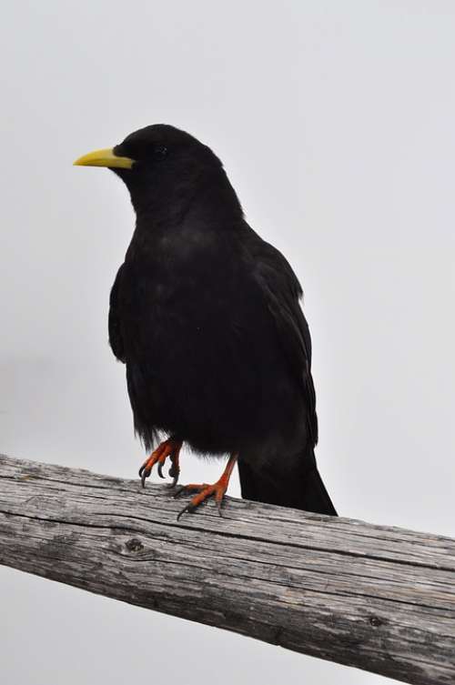 Bergdohle Jackdaw Raven Bird Alpine Black Wood