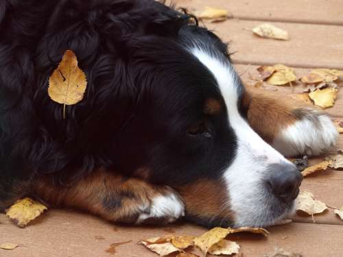 Bernese Mountain Dog Resting Head Portrait Canine