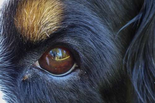 Bernese Mountain Dog Eye Fur Pet Animal Dog