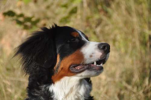 Bernese Mountain Dogs Dog Youngster Face Profile