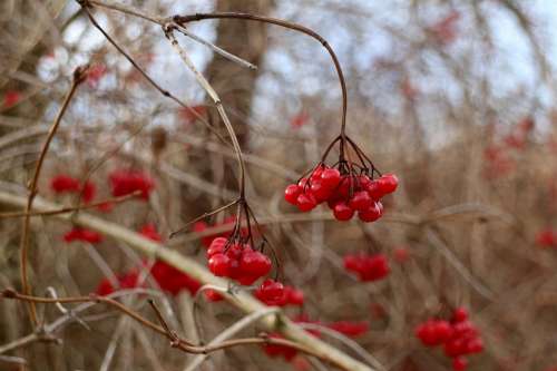 Berries Berry Red Bush Red Berry Fruits