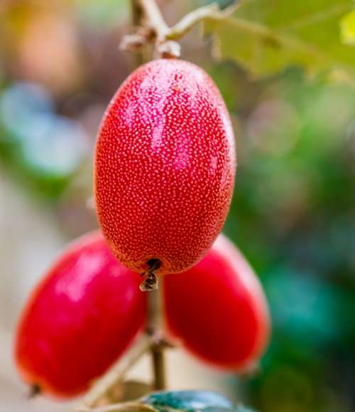 Berries Fruit Red