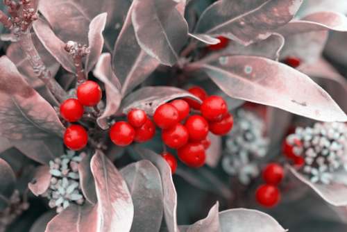 Berries Berry Red Leaves Silver Christmas