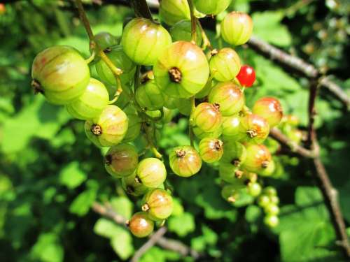 Berries Garden Currant Ribes Rubrum Food Soft Fruit