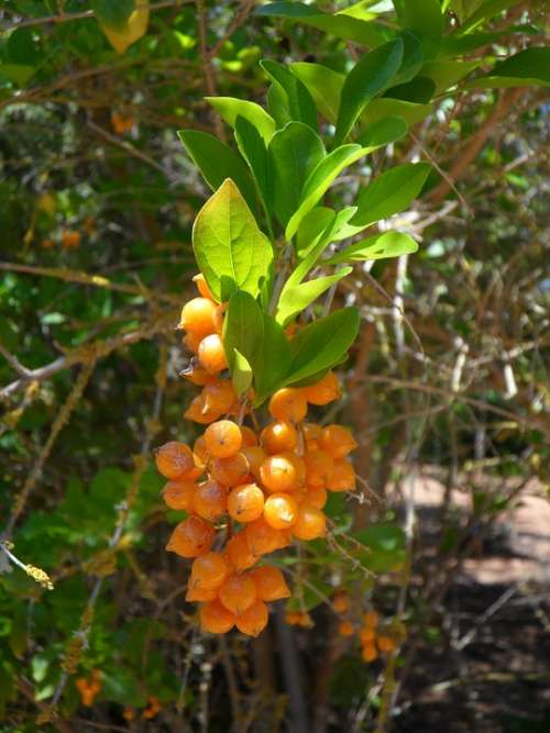 Berries Berry Orange Orange Berry Exotic Bush