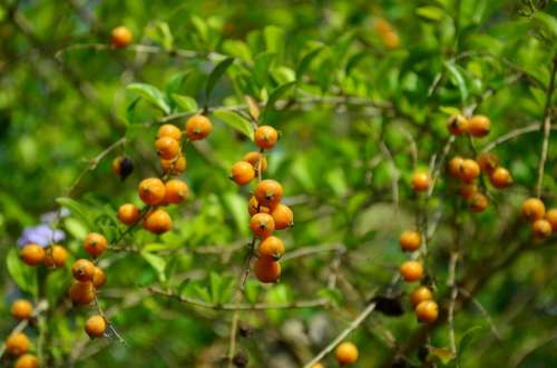 Berries Orange Fruit Plant Indian