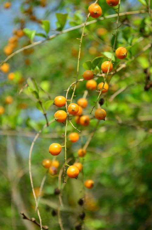 Berries Orange Fruit Plant Indian