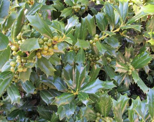 Berries Holly Plant Season Leaves Green