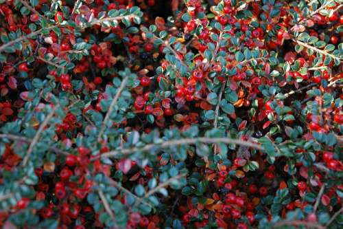 Berries Autumn Cotoneaster Berry Fall Nature