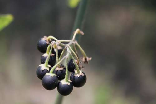 Berries Black Nigrum Poisonous Solanum Wild Fruit
