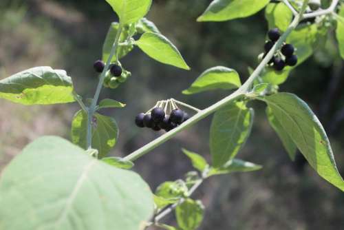 Berries Black Nigrum Poisonous Solanum Wild Fruit