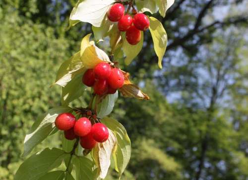 Berries Cornel Cornus Dogwood Red Fruit
