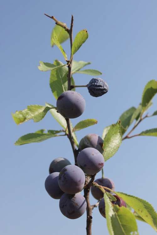 Berries Blackthorn Blue Blueberries Girl Prunus