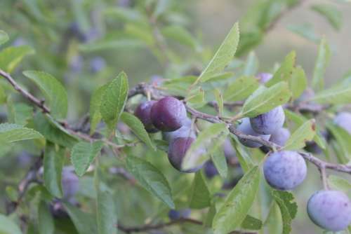 Berries Blackthorn Blue Blueberries Girl Prunus