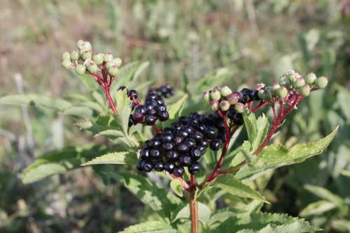 Berries Black Ebulus Ripe Sambucus Fruit Plants