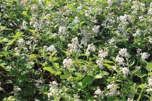 Berries Blackberry Flowers Rubus Wild Nature