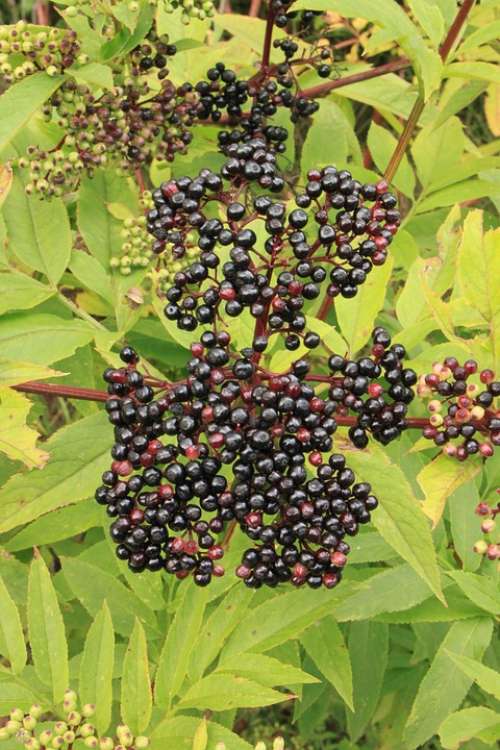 Berries Black Danewort Ebulus Elder Sambucus