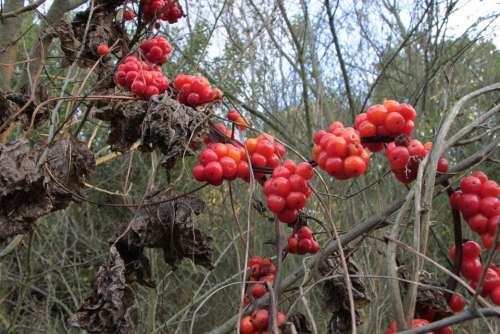 Berries Berry Communis Dioscorea Poison Poisonous