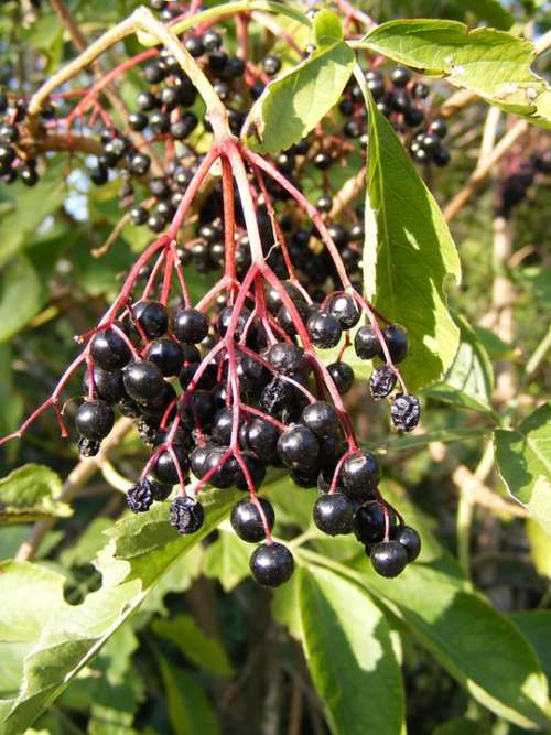 Berries Black Common Elder Elderberry Green Sunny