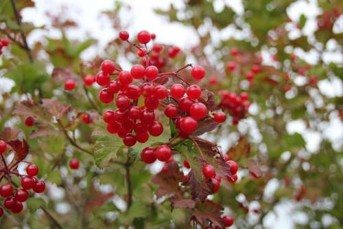 Berries Nature Macro Red