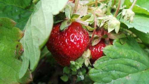 Berry In The Summer Of Red Macro Nature Berries