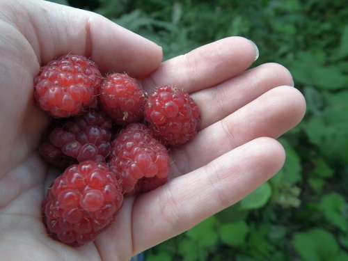 Berry Raspberry Hand Fruit Red Sweet Fresh A Lot