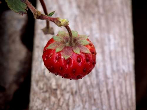 Berry Strawberry Red Wild Strawberry