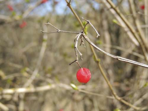 Berry Red Bush Plant Nature