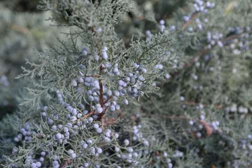 Berry Juniper Plant Crop Nature