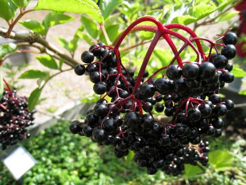 Berry Fruit Plant Summer Black Green Red