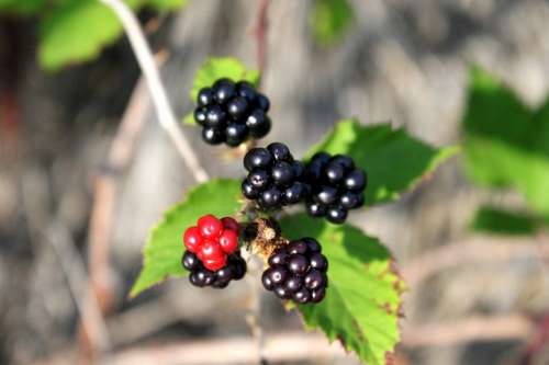 Berry Black Blackberry Bramble Ripe Tree Fruit