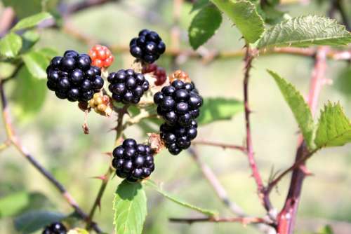 Berry Black Blackberry Bramble Ripe Tree Fruit