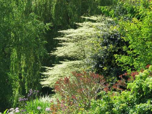 Beth Chatto Gardens Dogwood Trees Nature Forest