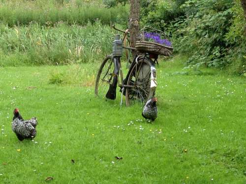 Bicycle Garden Chicken Outdoor Decoration