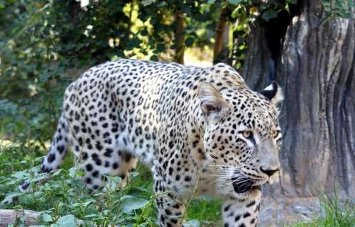 Big Cat Cat Leopard Persian Tiger Wildlife